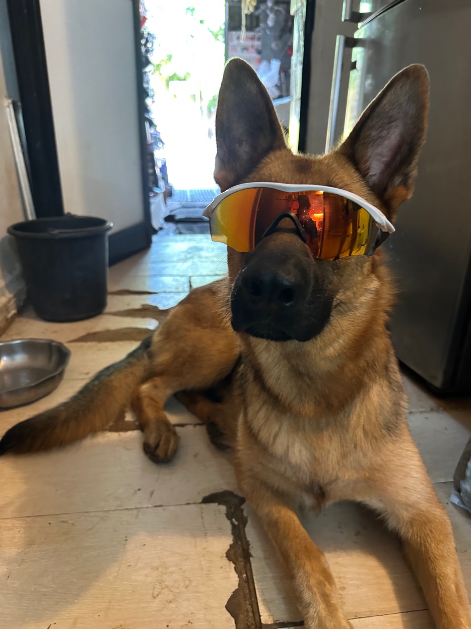 Roxy the German Shepherd with sunglasses — ChatCyprus mascot Ayia Napa