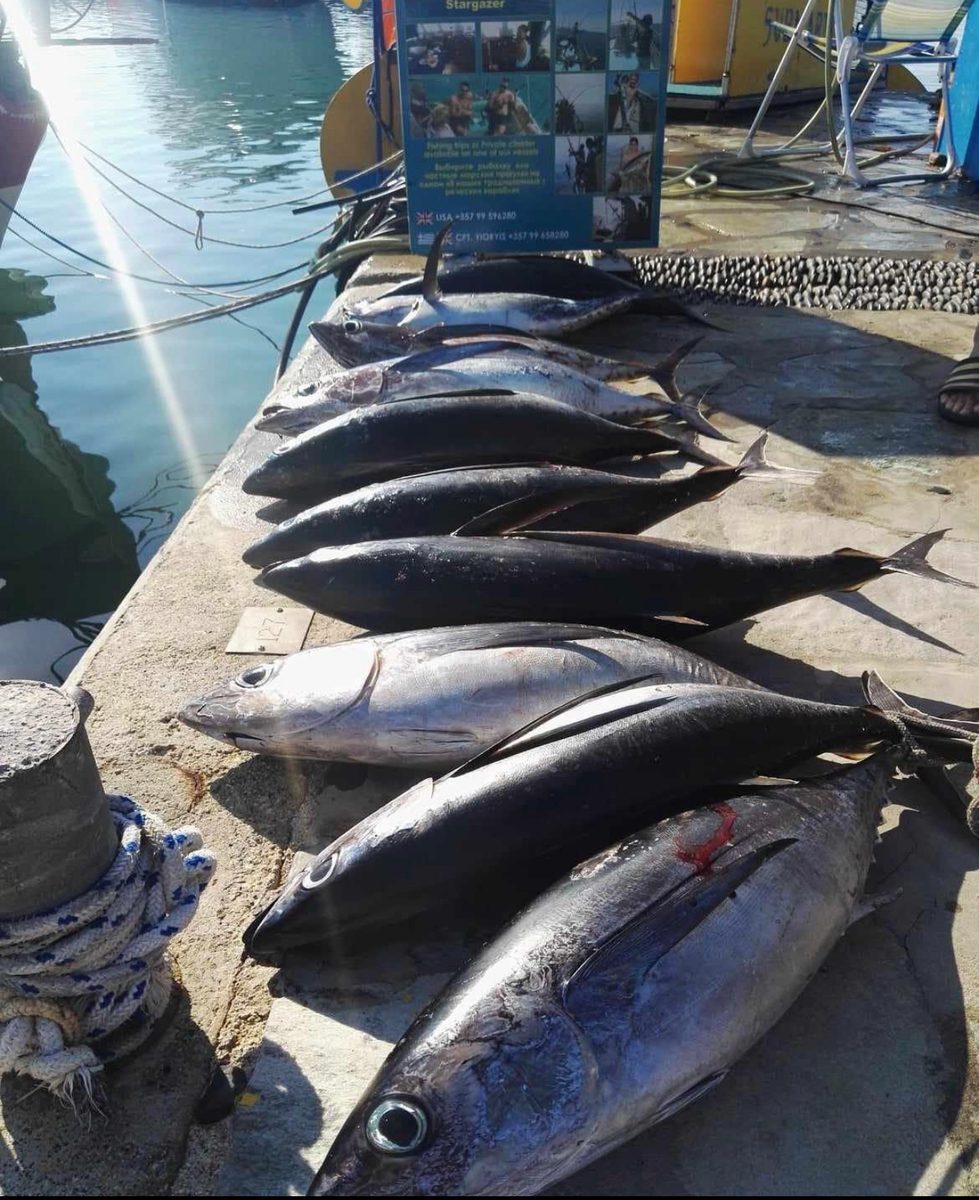 Big tuna haul laid out at Ayia Napa harbour